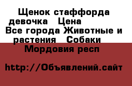 Щенок стаффорда девочка › Цена ­ 20 000 - Все города Животные и растения » Собаки   . Мордовия респ.